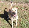 Shelter dog of the week: Prince